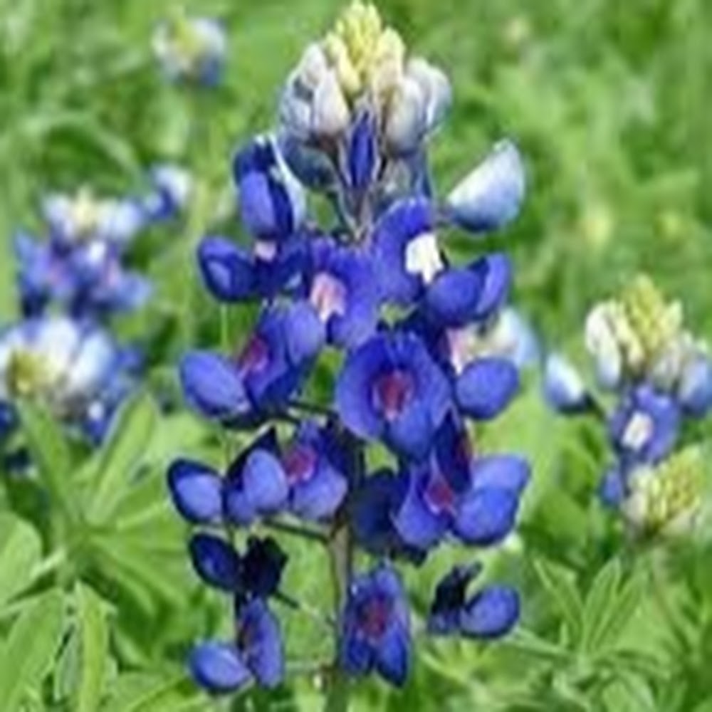 Meet your Posher, Yanira